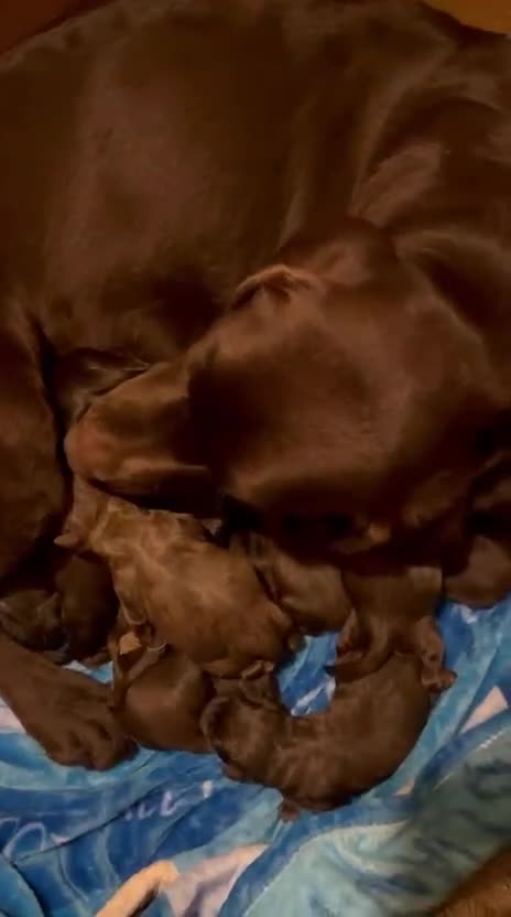 Labrador Retriever dogs for sale: BEAUTIFUL LITTER LABRADOR PUPS READY 9TH MARCH - Video 2