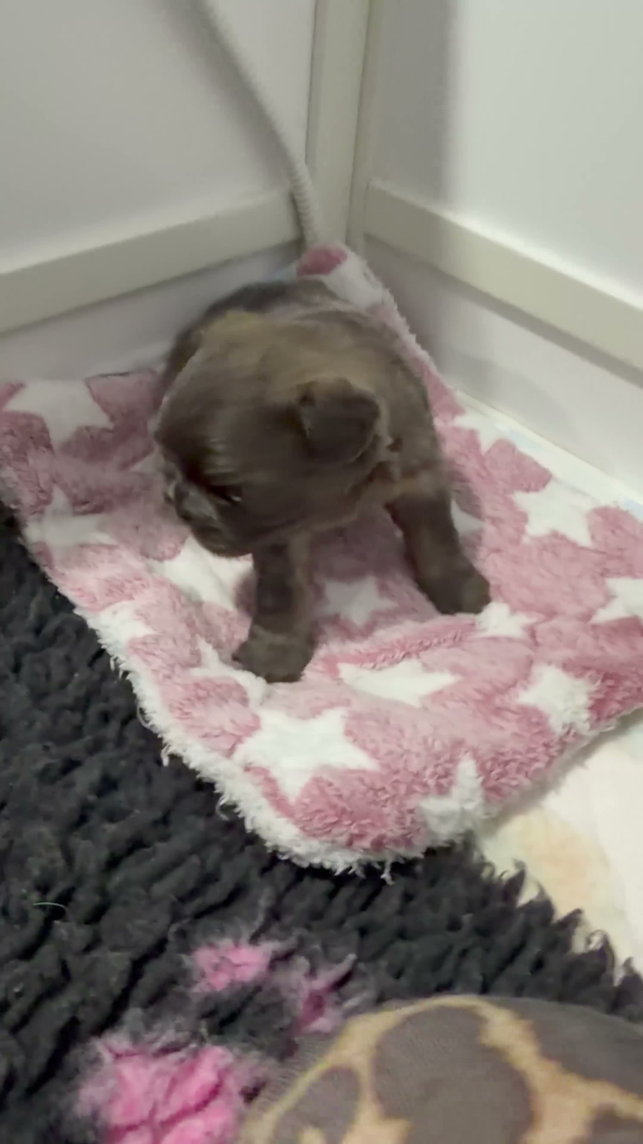 French Bulldog dogs for sale: 2 lovely Boys available Fluffy Frenchbulldogs in London - Video 1