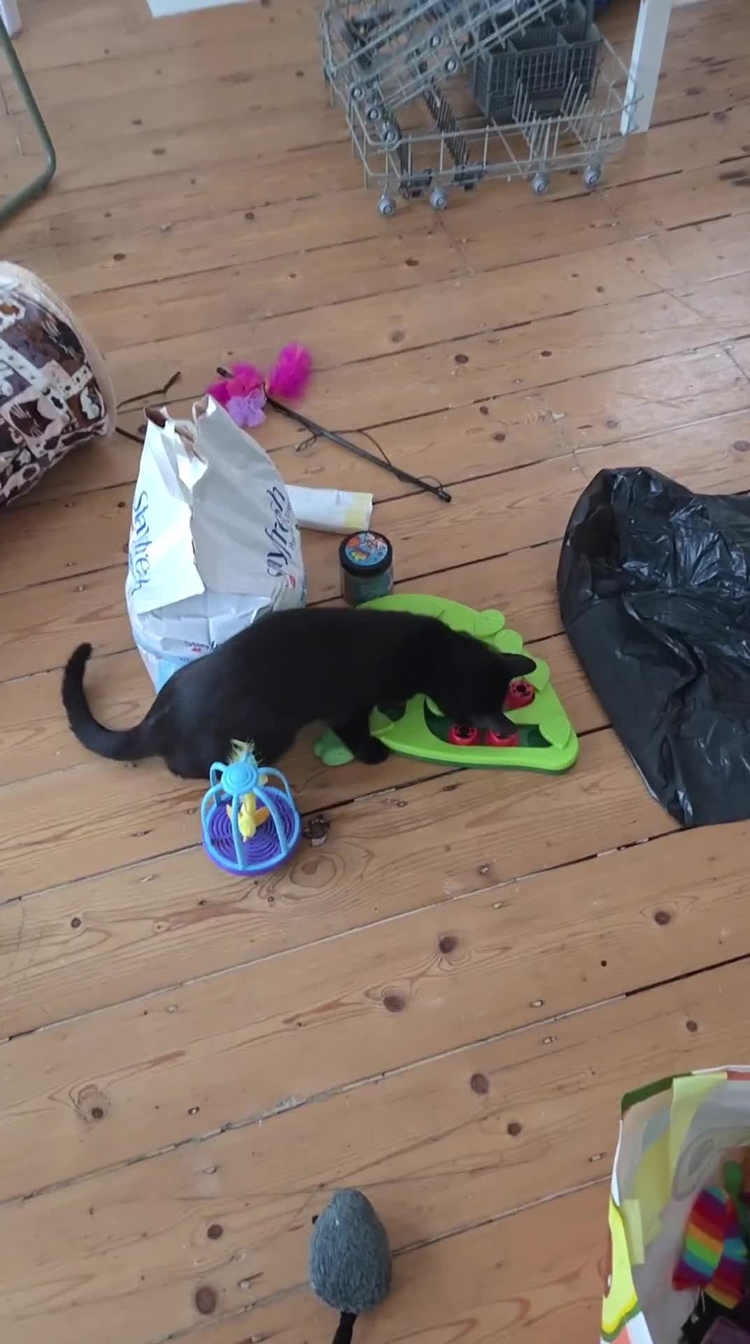 Domestic Shorthair cats for sale: Very Affectionate Girl Looking for a Loving Home - Video 1