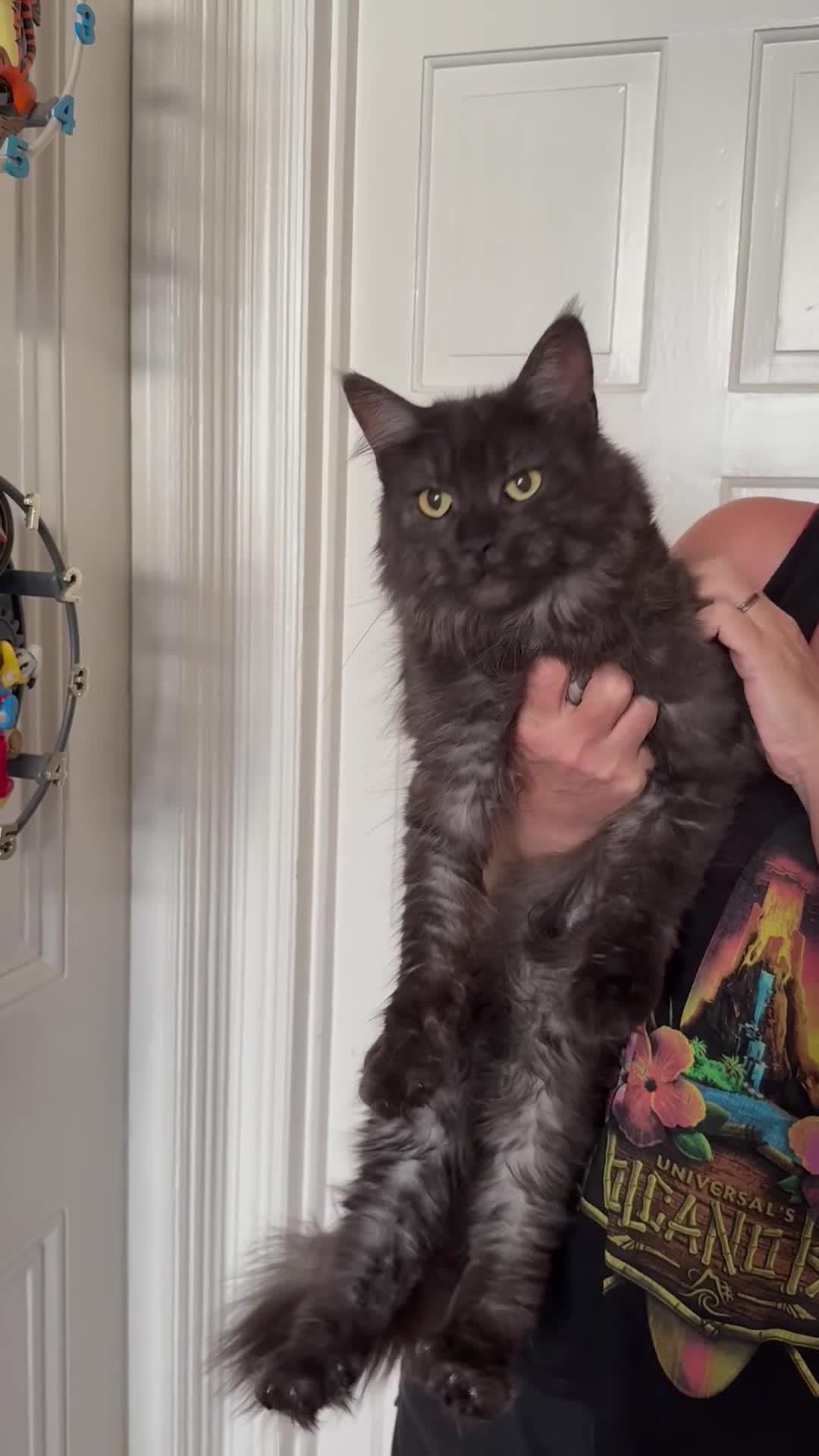 Maine Coon cats for sale: Stunning active female for sale  - Video 1