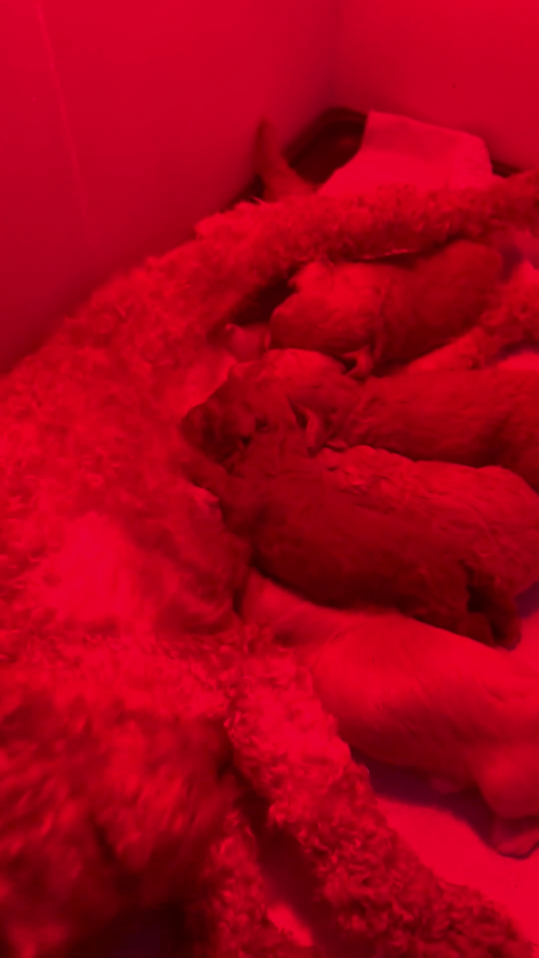 Maltipoo dogs for sale: 🤩 4 f1 stunning male Maltipoo 🤩 - Video 1