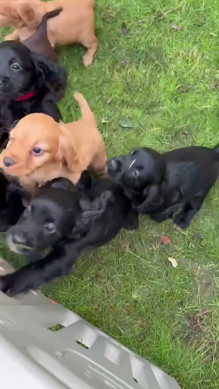 Mixed Breed dogs for sale: Sprockerpoos in Cornwall  - Video 1