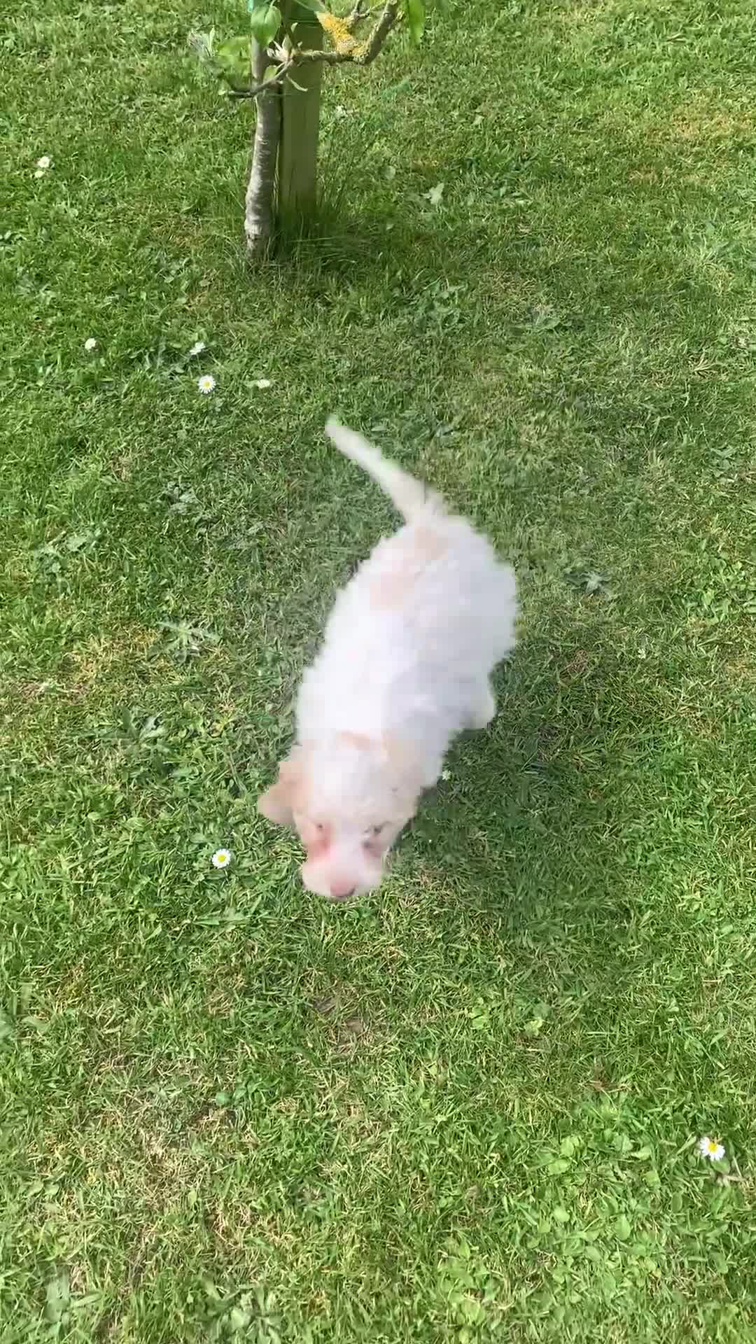 Cockapoo dogs for sale:  f1b cockapoo puppies dna clear ready now 1 left  - Video 1