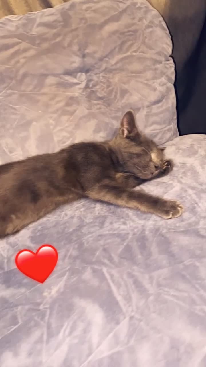 Russian Blue cats for sale: Russian Blue - Video 1