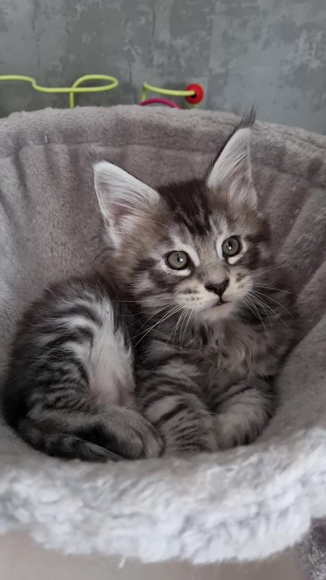 Maine Coon cats for sale: King-size Purebred Maine Coon kittens  - Video 4
