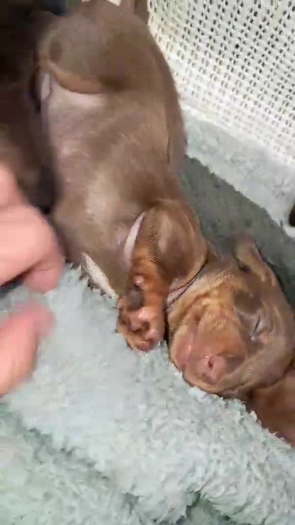 Miniature Dachshund dogs for sale: Miniature dashound  in Neath - Video 2