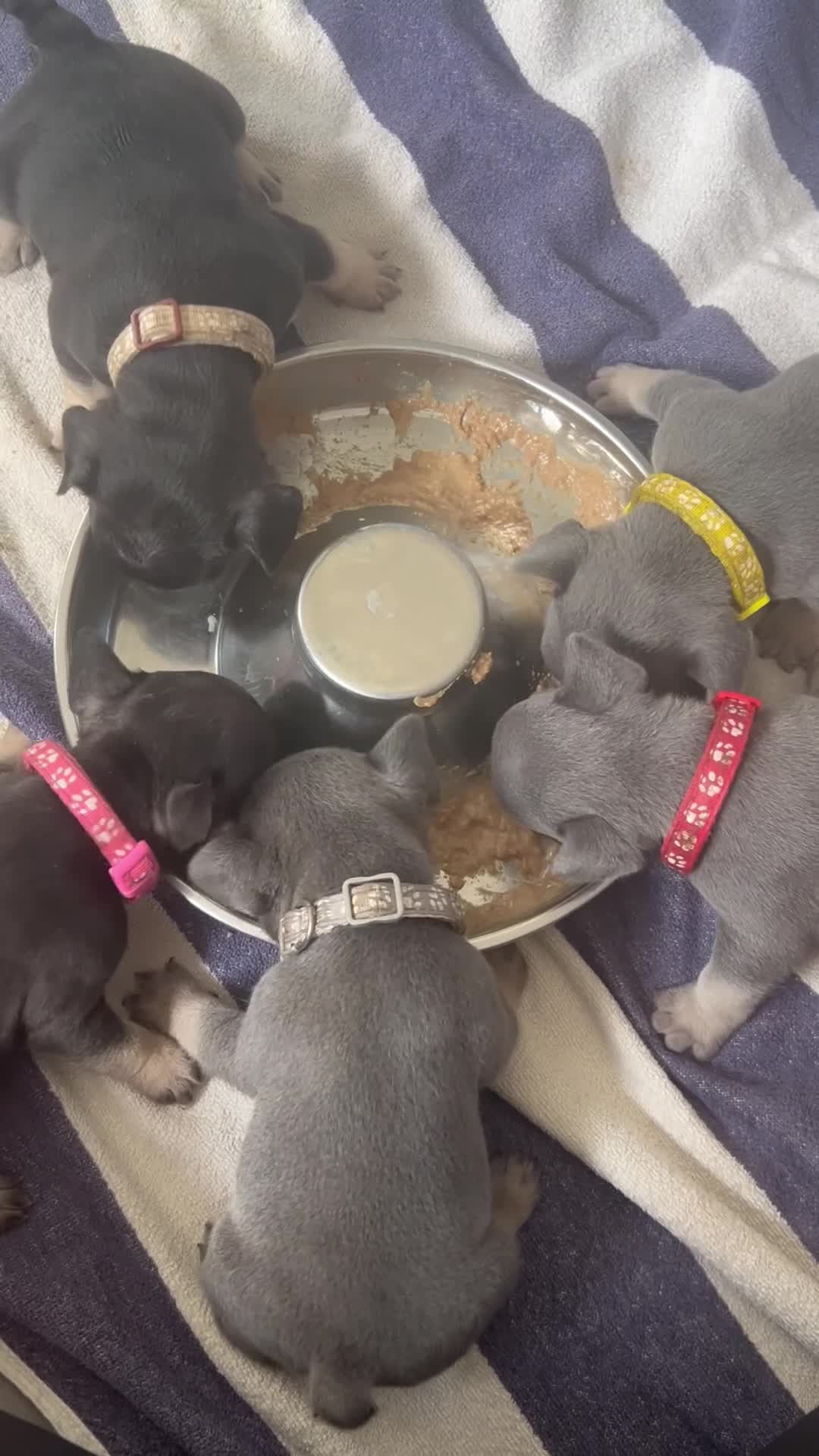 French Bulldog dogs for sale: 8 newborn frenchies  - Video 1