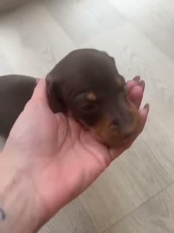 Miniature Dachshund dogs for sale: Dachund babies  - Video 3