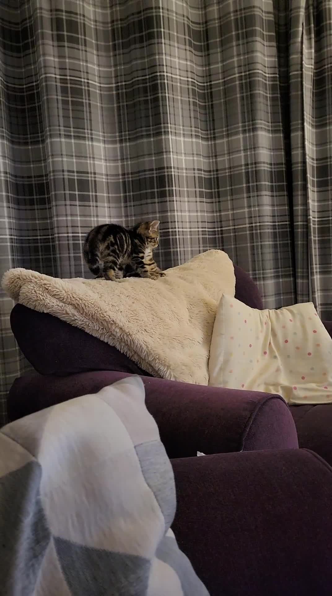 Mixed Breed cats for sale: Mixed breed, both female, ready to go now! - Video 1