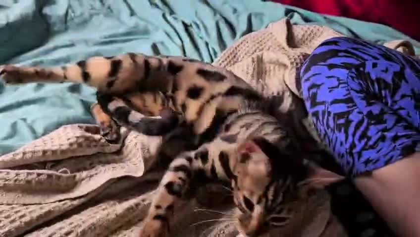 Bengal cats for sale: Guaranteed to be Cuddly *Breed quality*  - Video 2