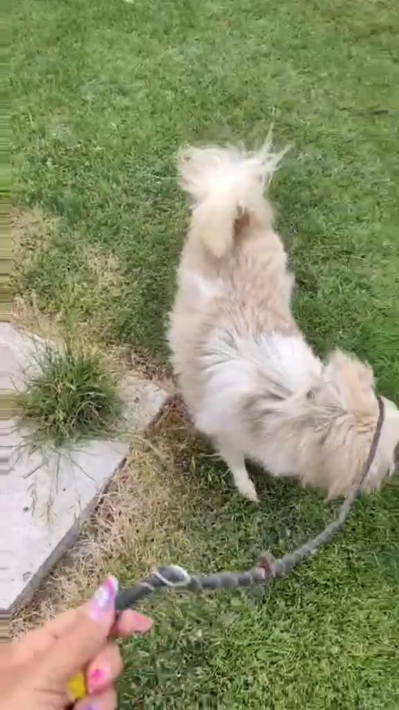 Mixed Breed dogs for adoption: Forever home needed for gorgeous Edmond  - Video 1