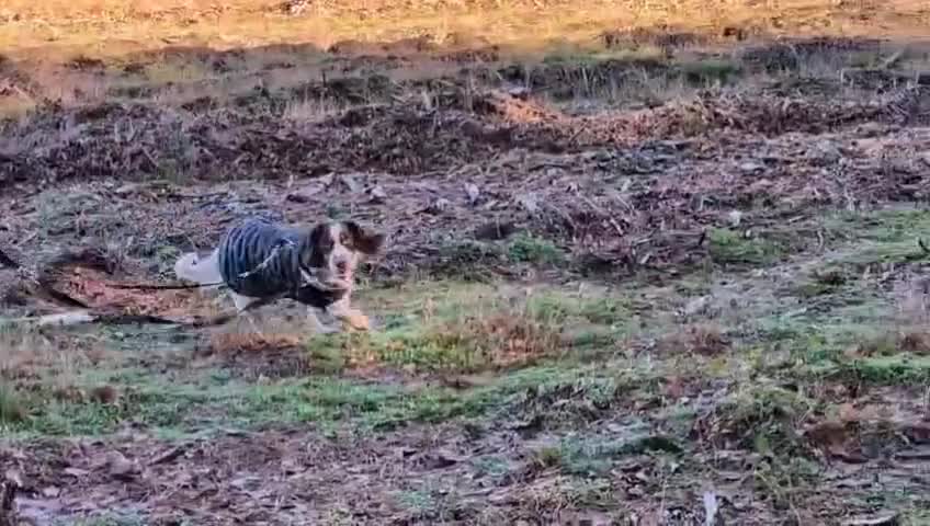 Mixed Breed dogs for adoption: 💙TOMMY💙ALL HEART, ALL ENERGY, NEEDS GUIDANCE in High Peak - Video 1