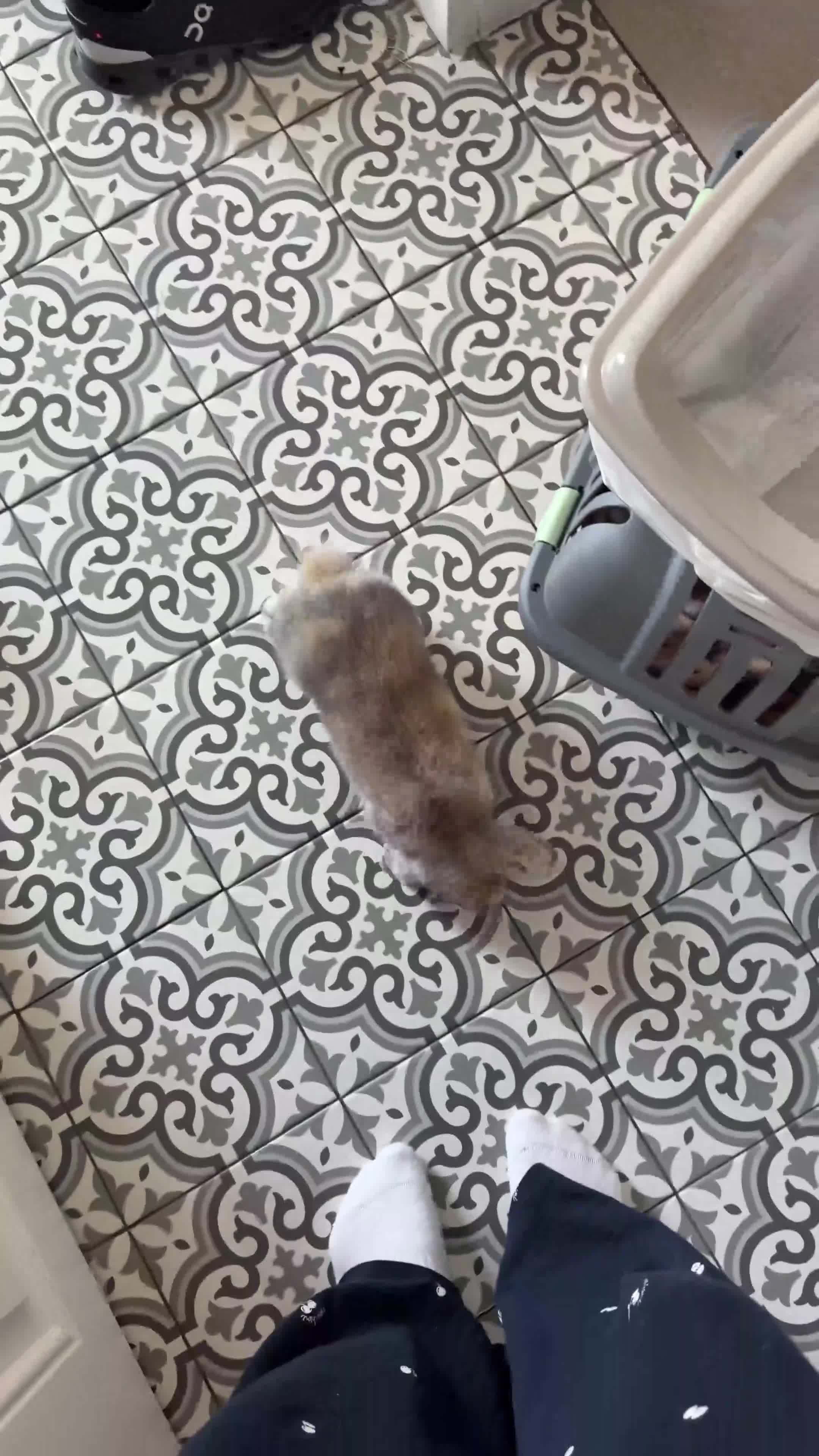Mini Lop rabbits for sale: Male mini lop (read description)  in Winsford - Video 2