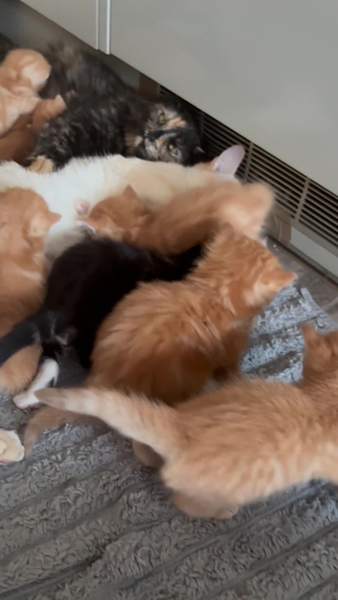 Mixed Breed cats for sale: Beautiful Ragdoll Cross Kittens - Video 2