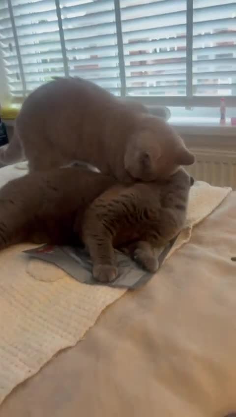 Scottish Fold cats for sale: Scotish fold  - Video 2