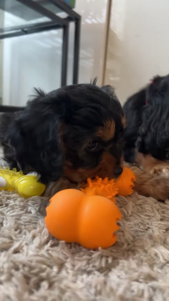 Cavapoo dogs for sale: Beautiful F1 Cavapoos - Video 1