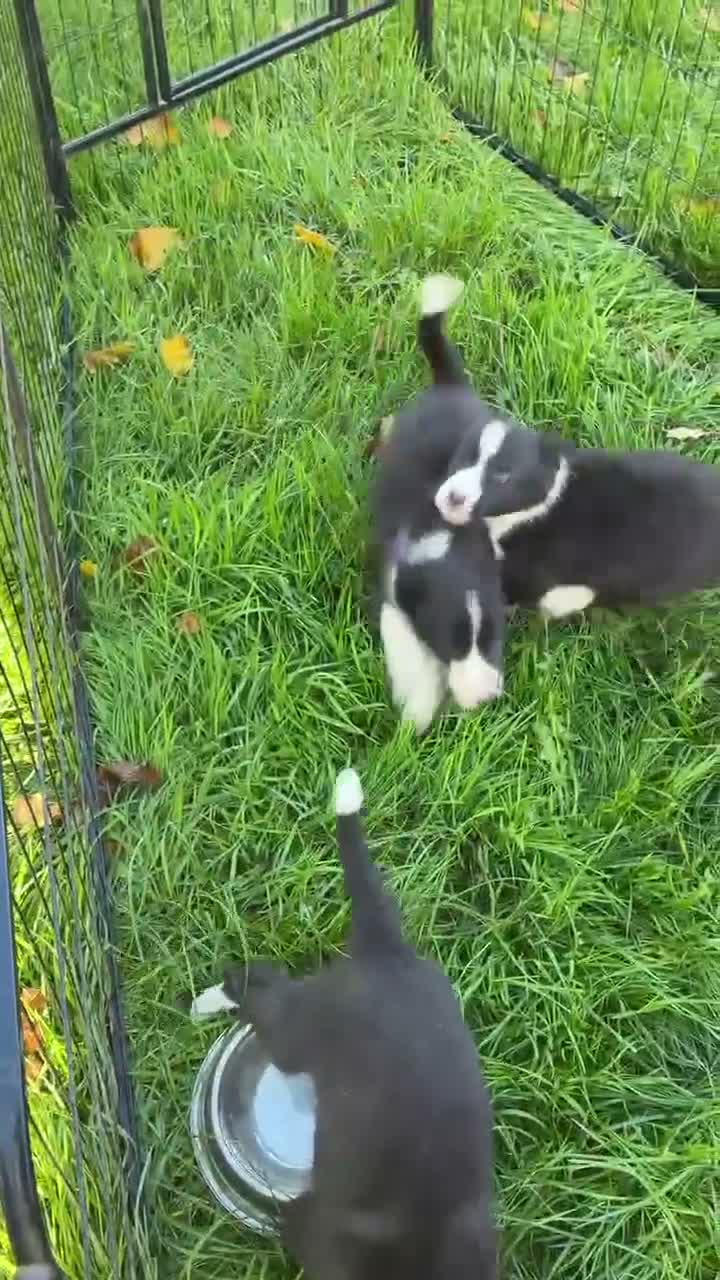 Border Collie dogs for sale: 3 gorgeous collie boy puppies  - Video 1