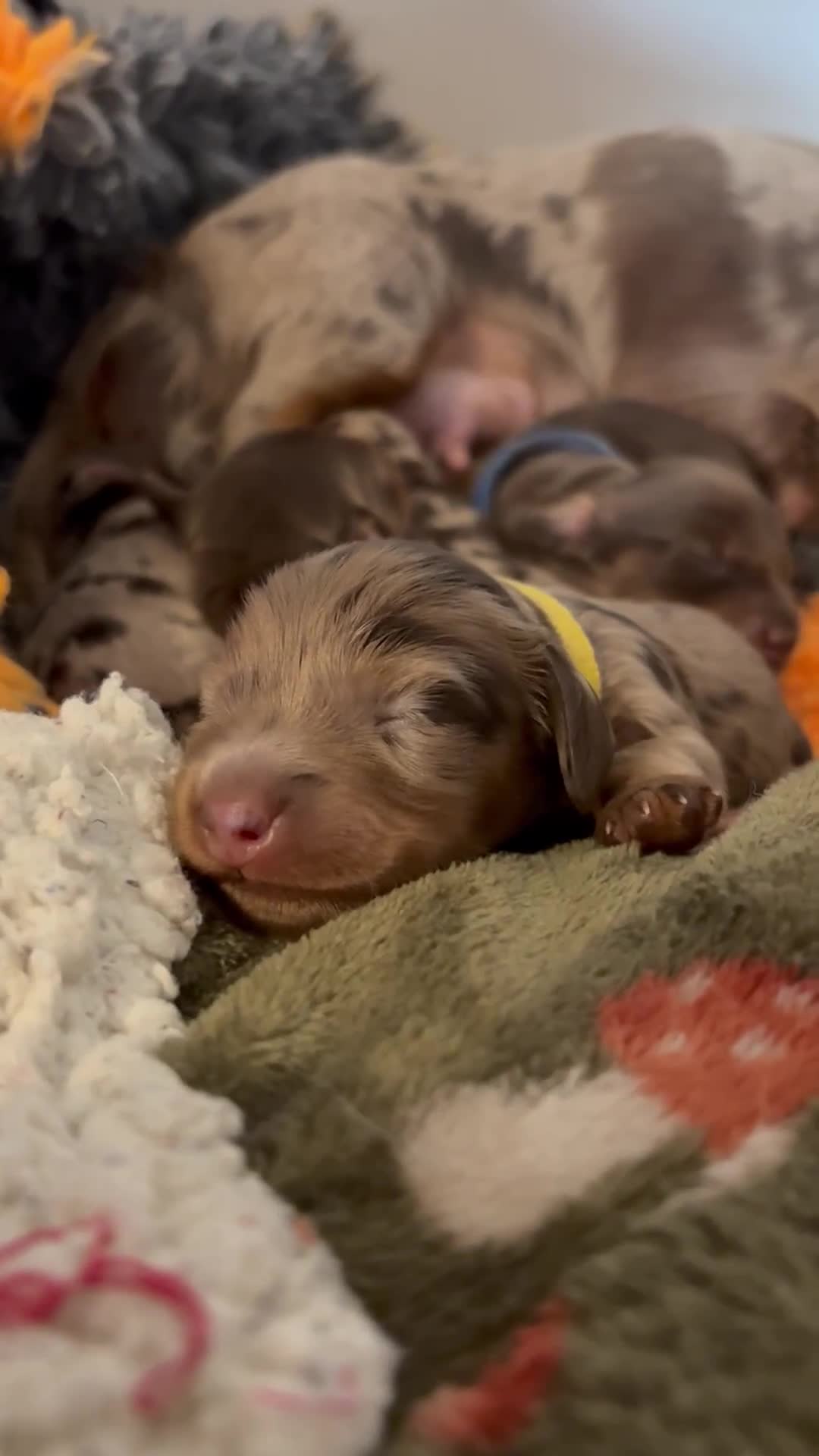 Miniature Dachshund dogs for sale: Longhair miniature dachshund  - Video 1