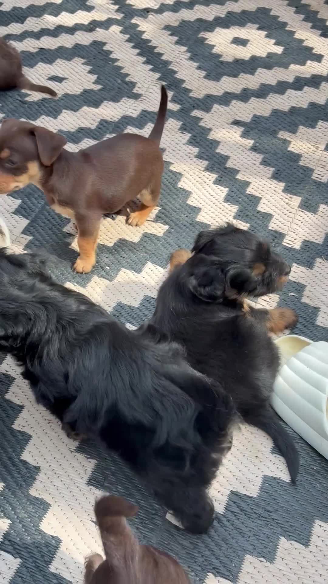 Mixed Breed dogs for sale: Beautiful Merle Jorkies in Uxbridge - Video 1