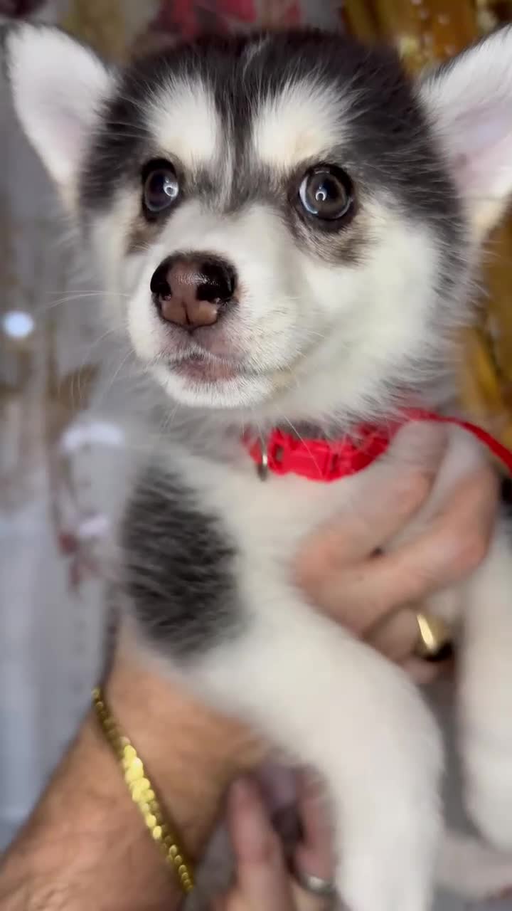 Pomsky dogs for sale: READY SMALL F4 POMSKY - Video 1