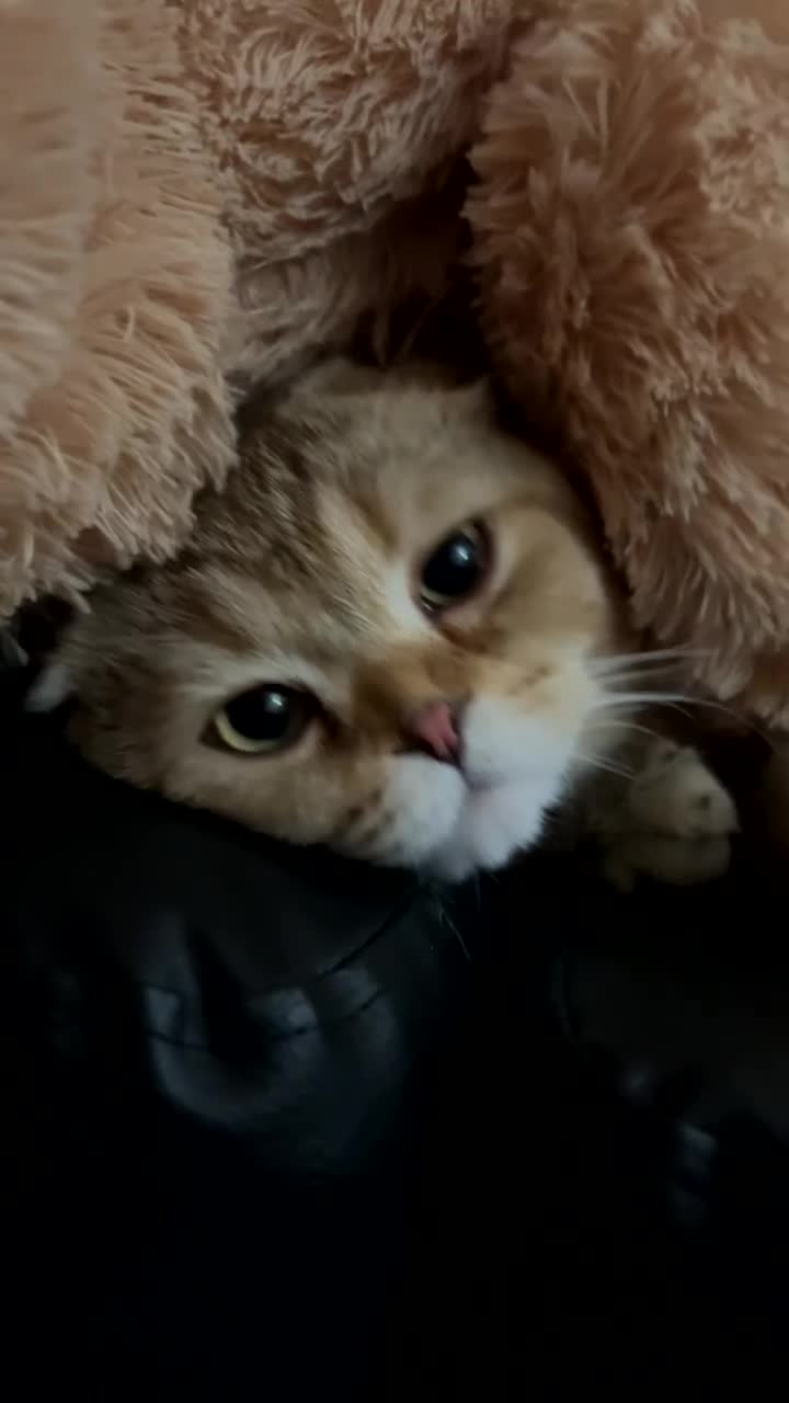 Scottish Fold cats for sale: Scottish fold for sale  - Video 1