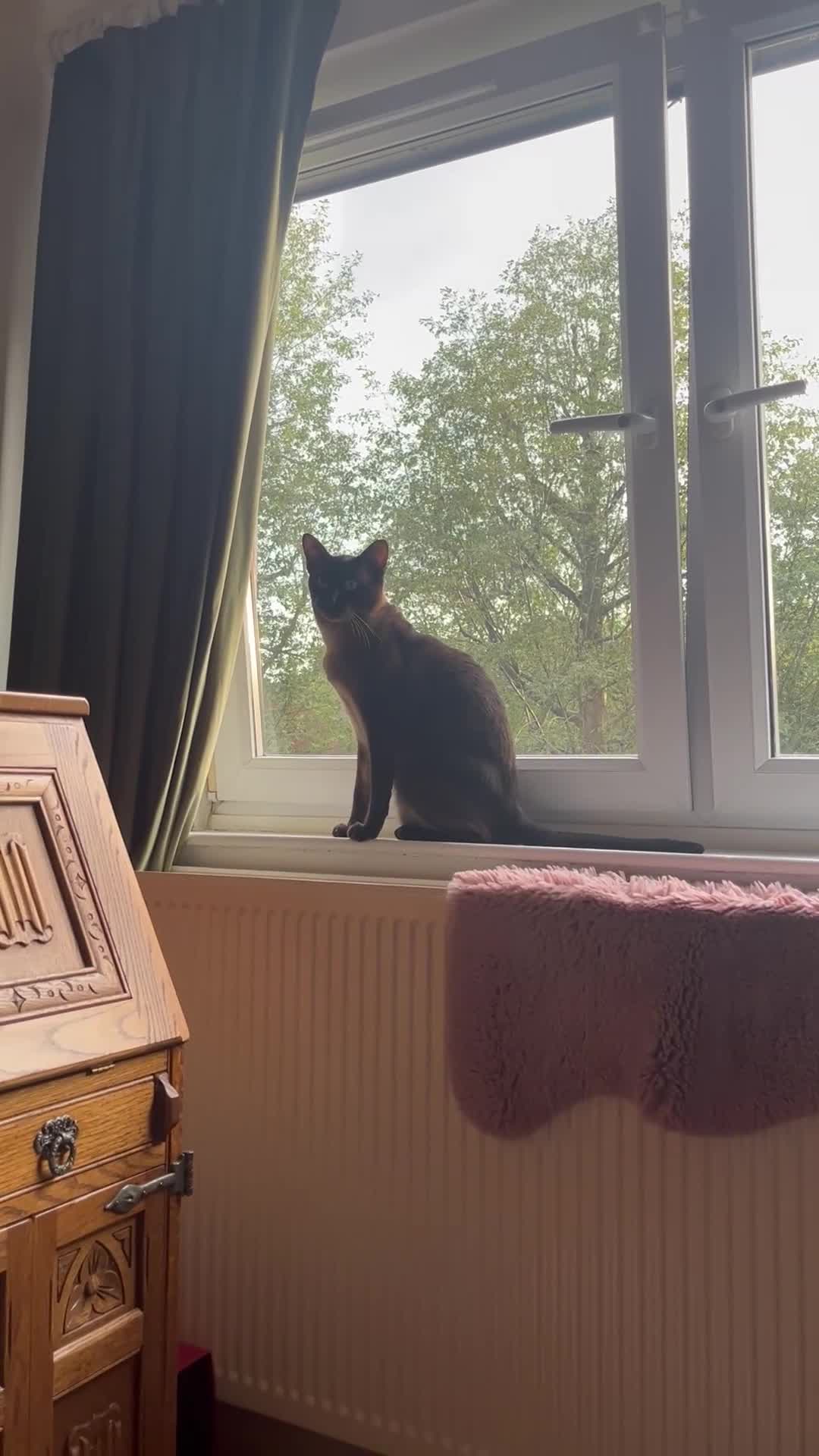 Siamese cats for stud: Seal Point Siamese Boy - Video 1