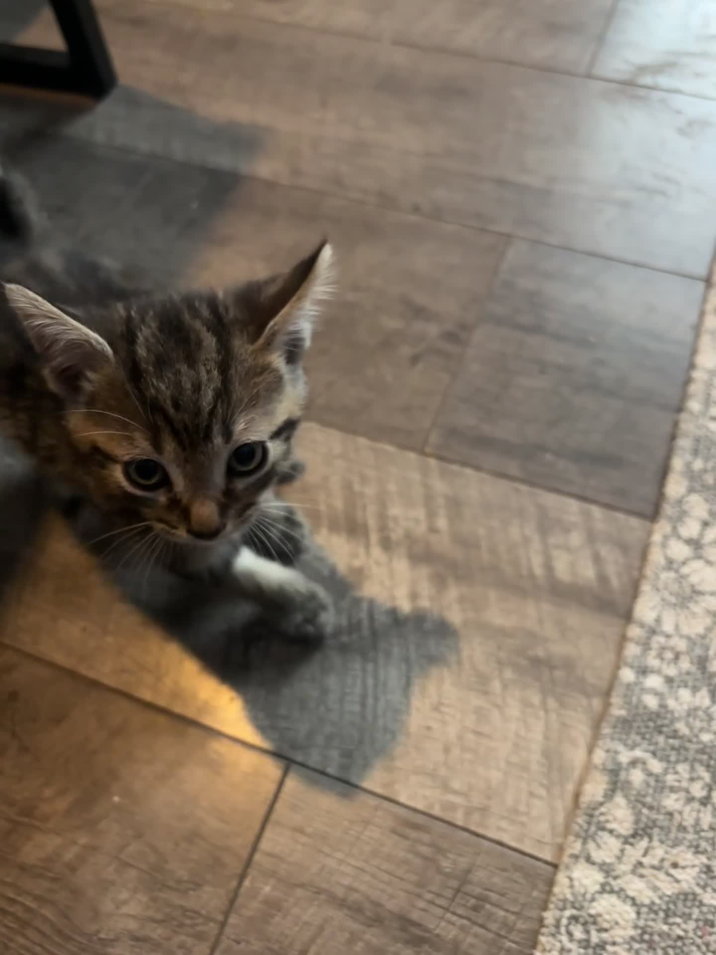 Mixed Breed cats for sale: 5 kittens for sale 2 male 3 female  - Video 2