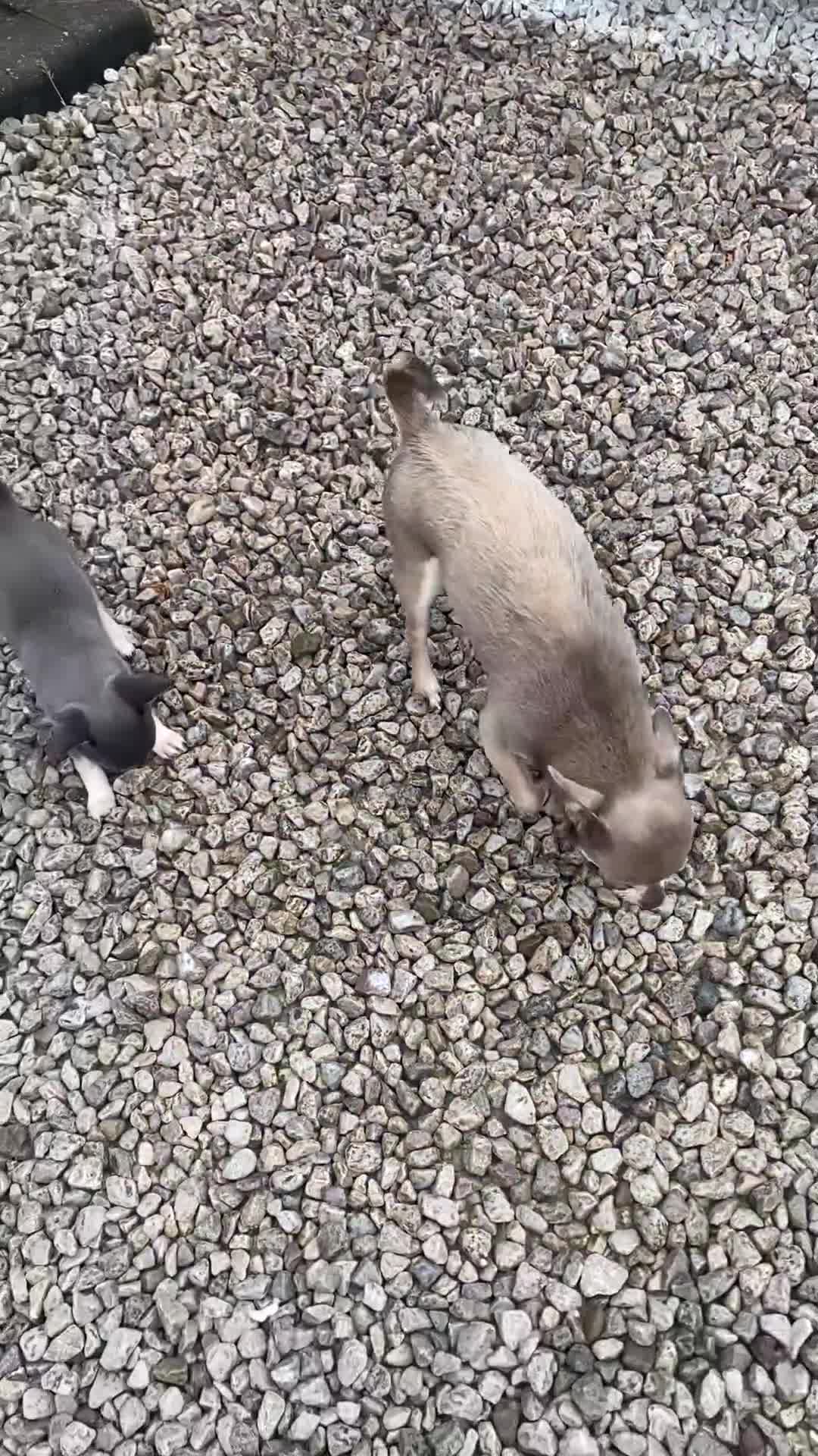 Chihuahua dogs for stud: Chihuahua male stud in Bolton - Video 2