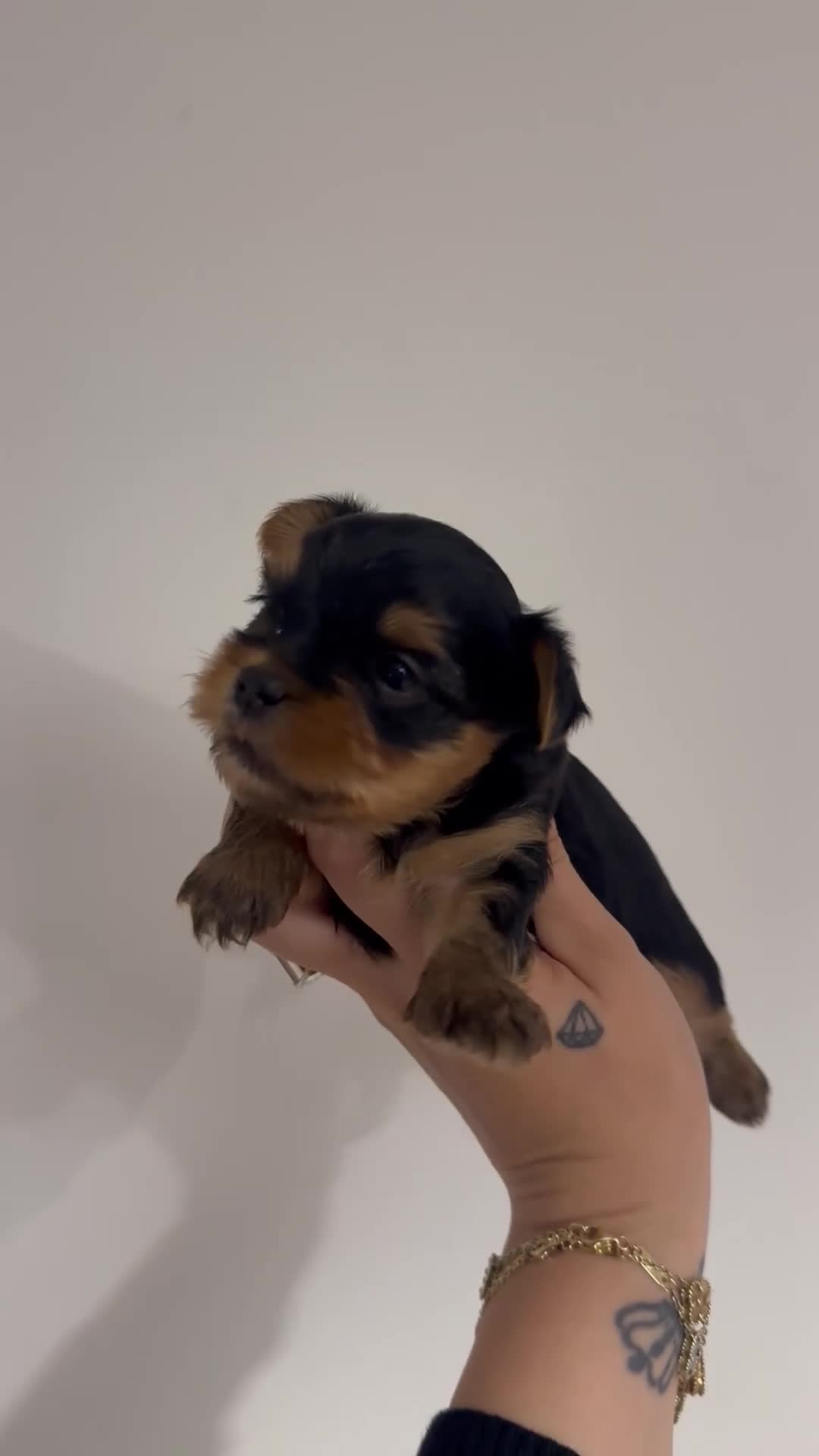 Yorkshire Terrier dogs for sale: Beautiful Yorkshire terrier boy  - Video 1