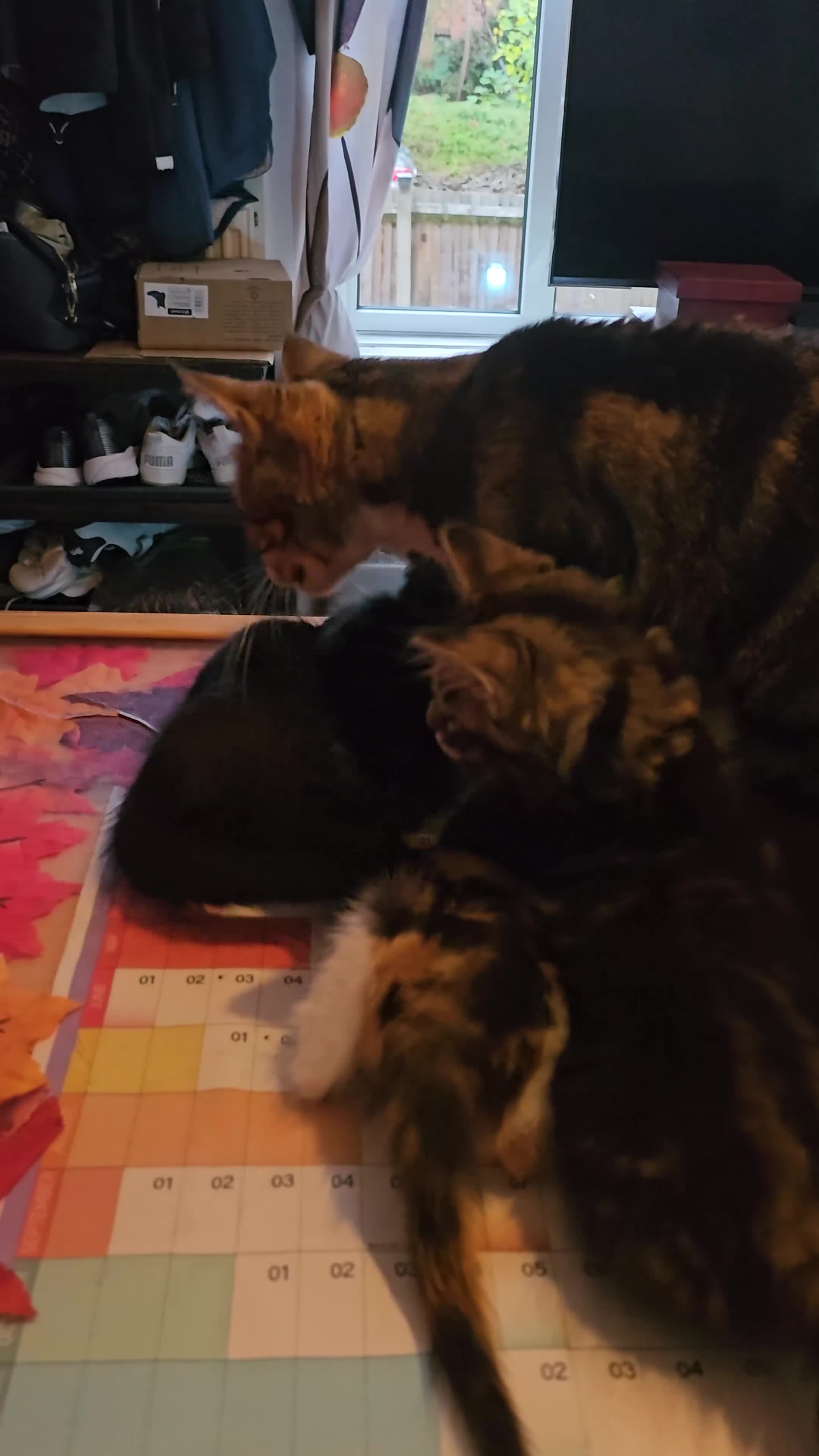 Mixed Breed cats for sale: Few lovely kittens ready for new lovely homes ! - Video 2
