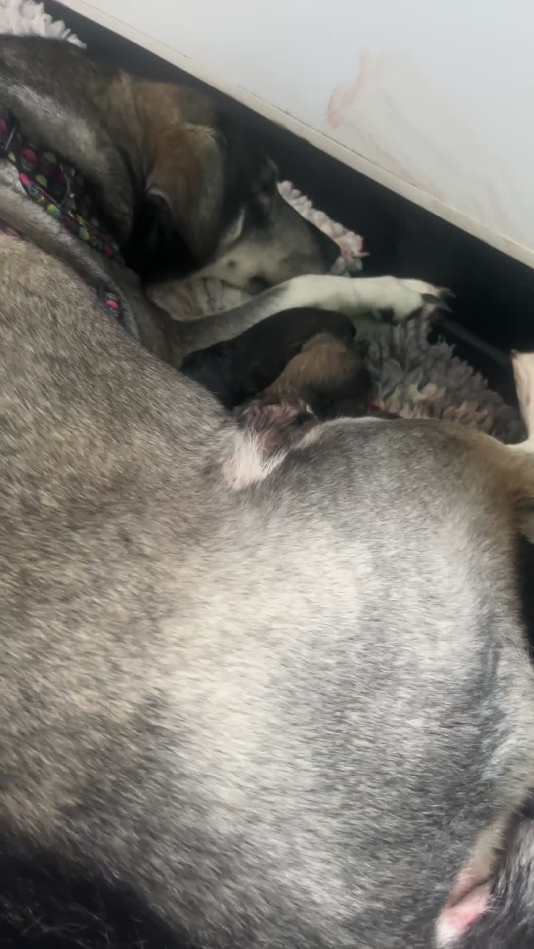 Mixed Breed dogs for sale: Husky/staffi/labrador  - Video 1