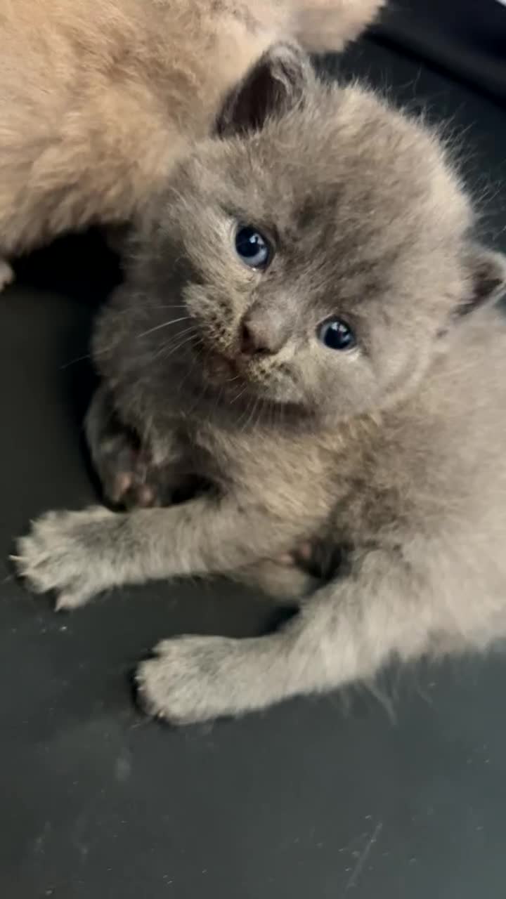 British Shorthair cats for sale: British shorthair kittens  - Video 2