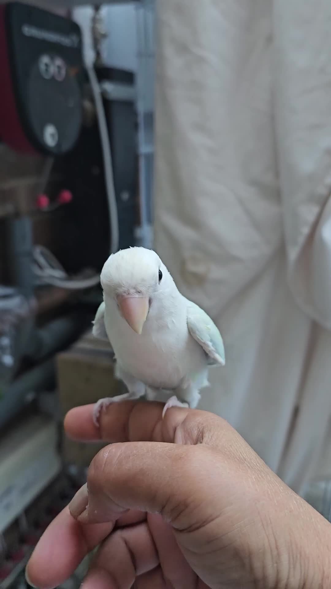 Lovebirds birds for sale: Extremely tamed lovebird  - Video 1