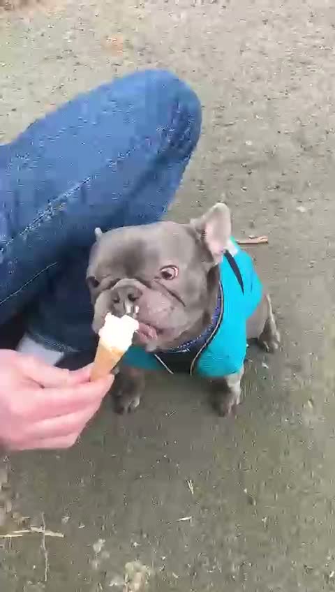 French Bulldog dogs for sale: Blue frenchie for sale in Manchester - Video 2