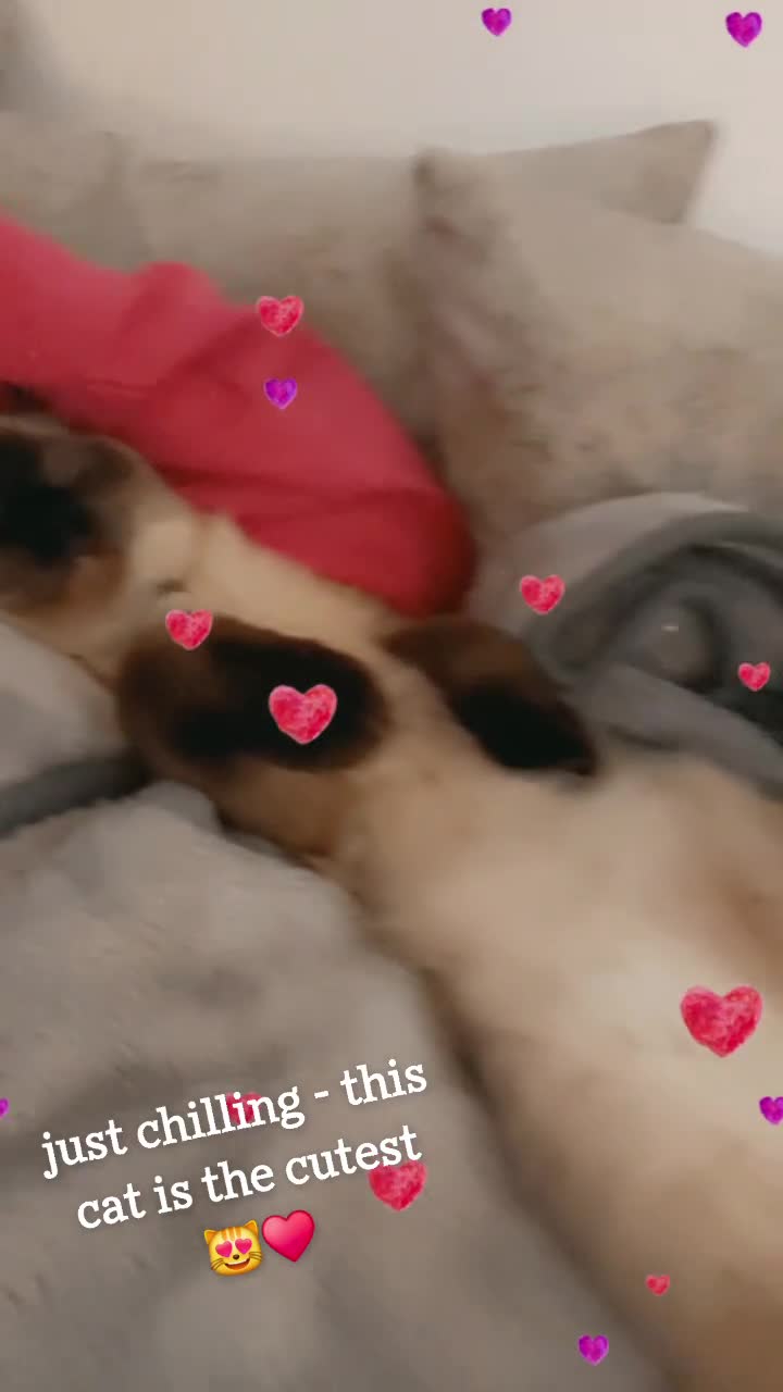 Ragdoll cats for sale: Pure Ragdoll KIttens - Video 1