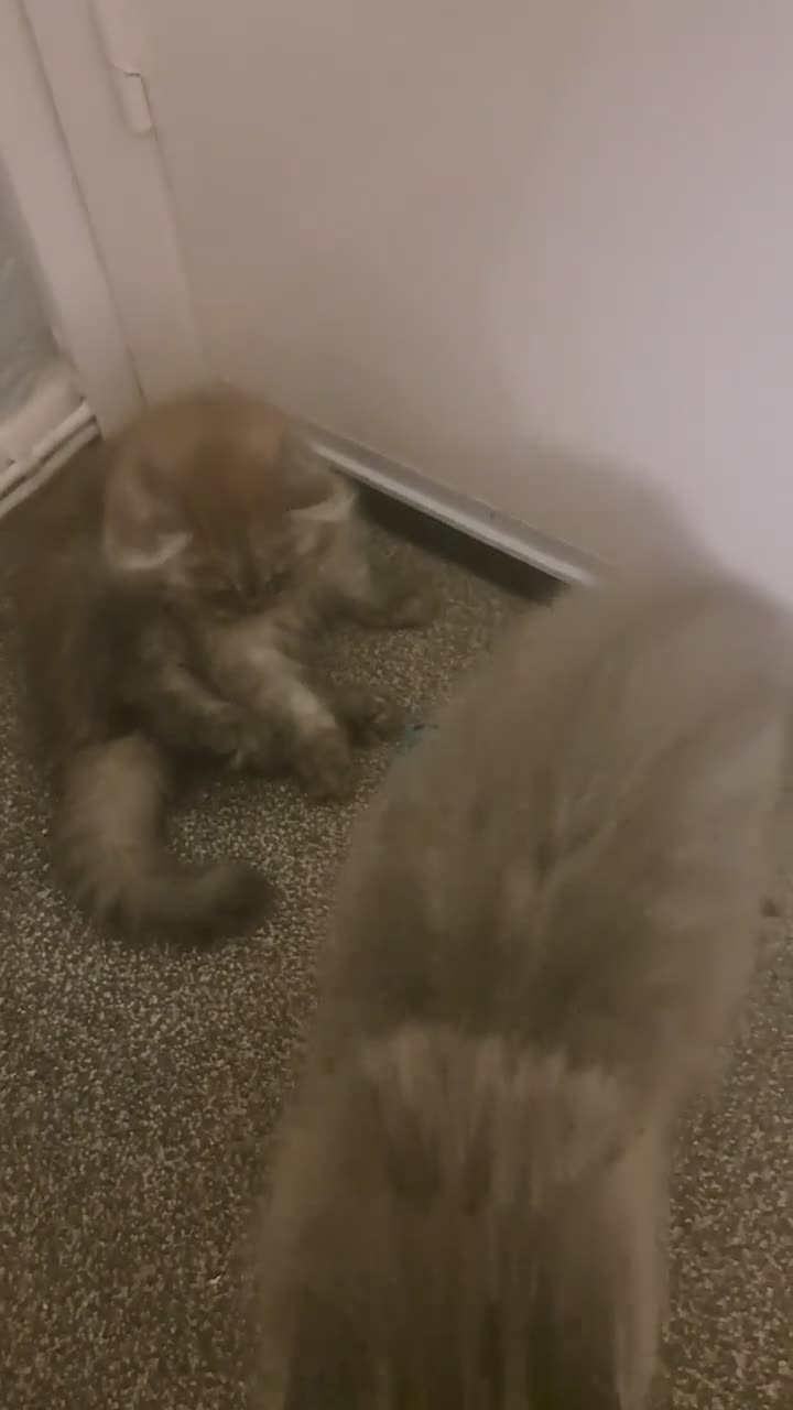 British Longhair cats for sale: Mr Lush and Mr Boba purebreed BLH Kittens  - Video 1