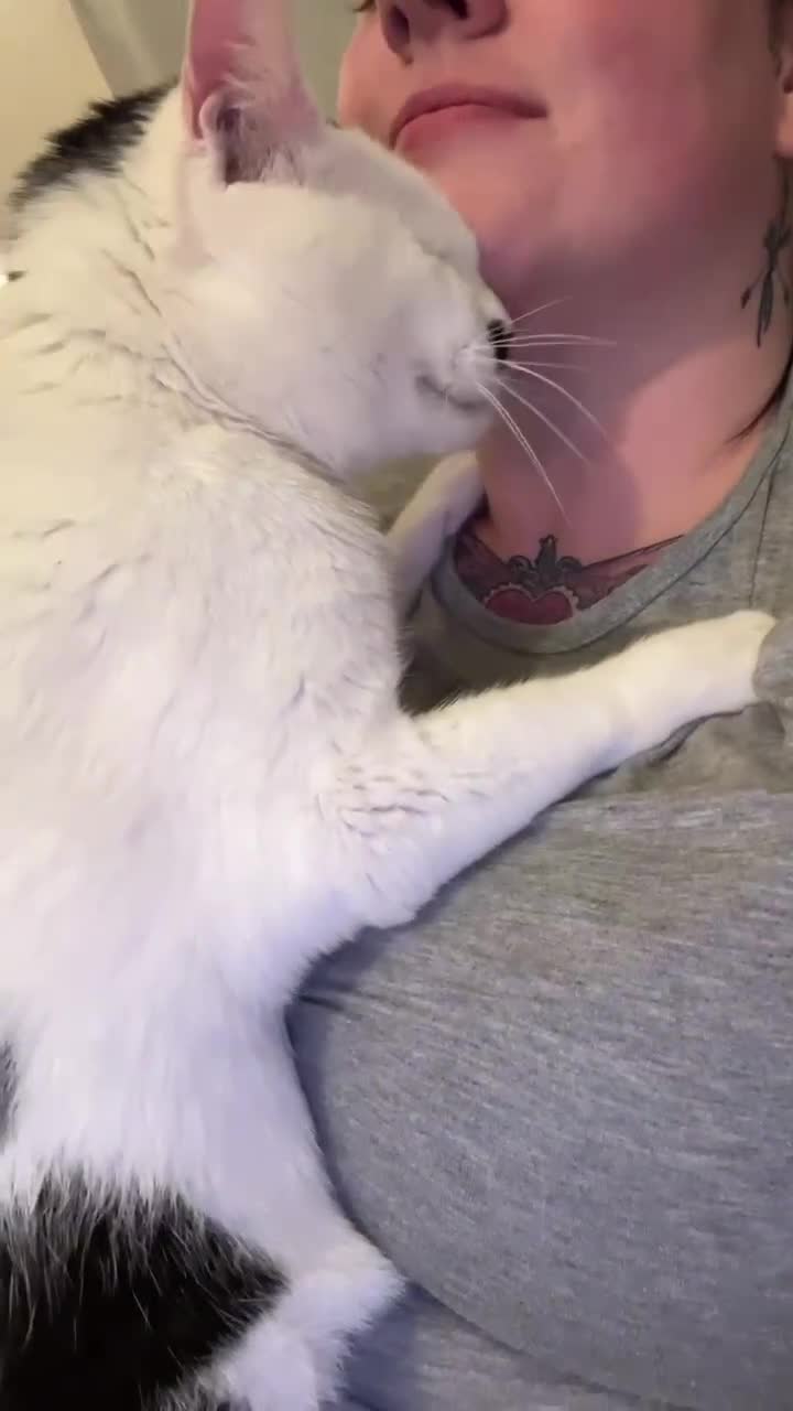 Domestic Shorthair cats for sale: Help us find this boy a home! - Video 2