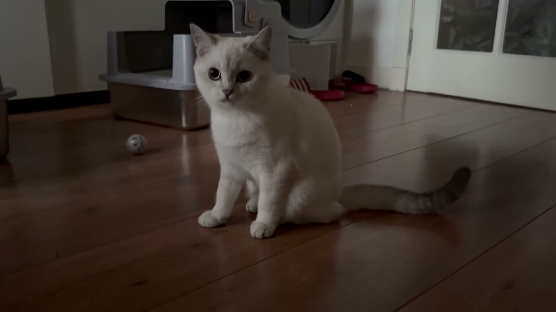 British Shorthair cats for sale: Last Girl 🌟 White British Shorthair Female Kitten - Video 1