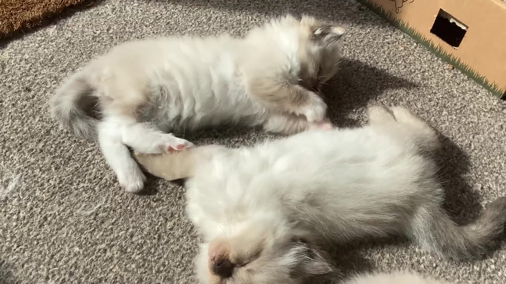 Ragdoll cats for sale: Adorable Ragdoll Kittens - Video 1