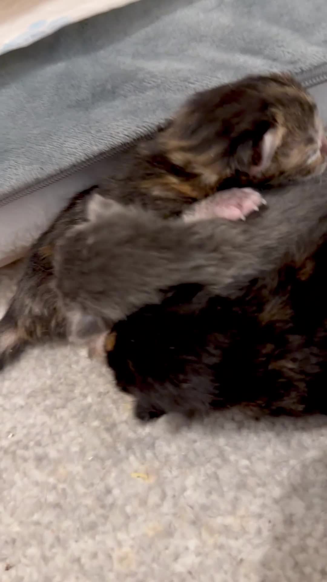 Mixed Breed cats for sale: Lovely Litter Of Mixed Kittens in Hull - Video 1