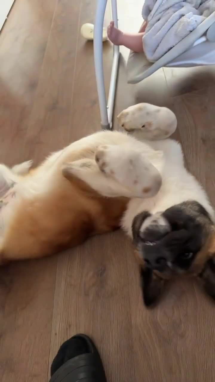 Akita dogs for sale: Bear, full breed Japanese akita  - Video 1