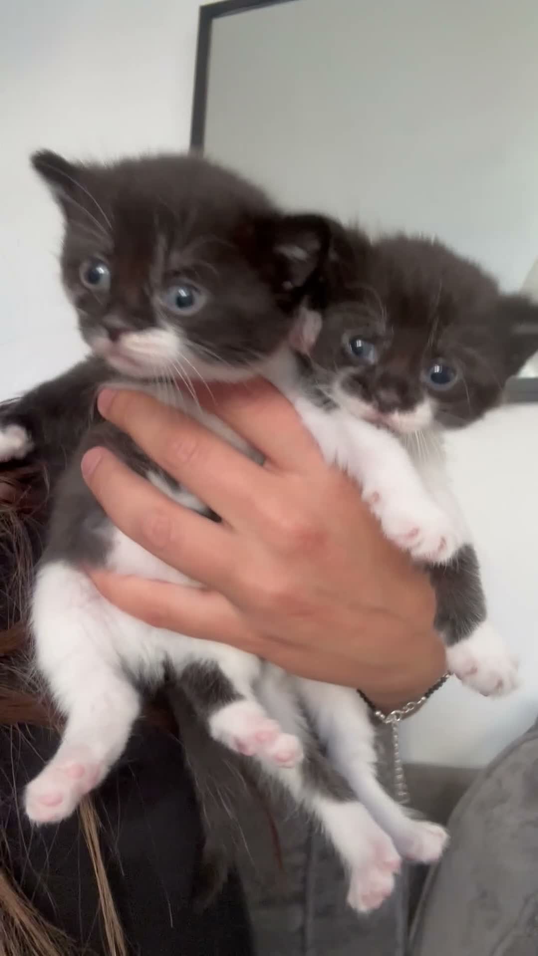 Mixed Breed cats for sale: 2 Little Kittens Looking for Their Forever Homes🐾 - Video 3