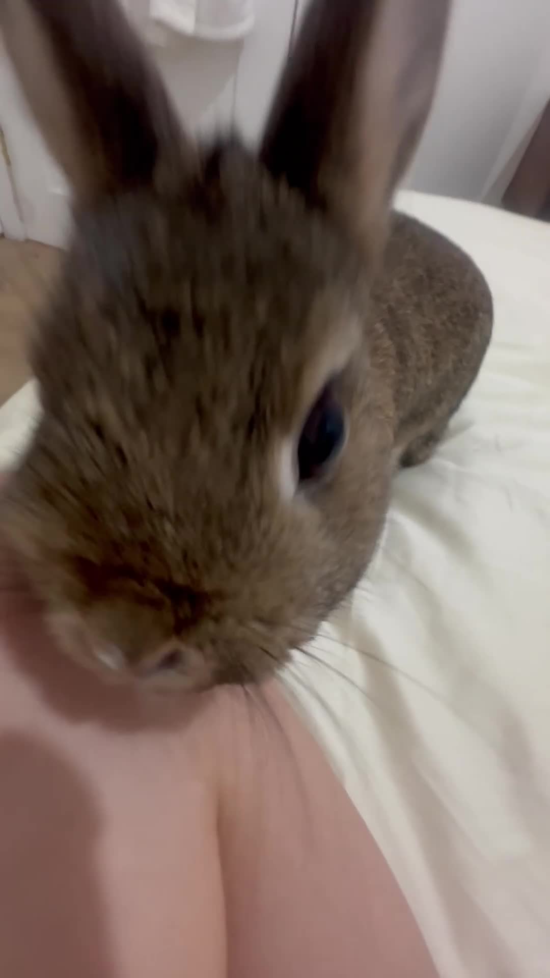 Netherland Dwarf rabbits for sale: 8 month brother and sister urgent rehoming! in London - Video 2