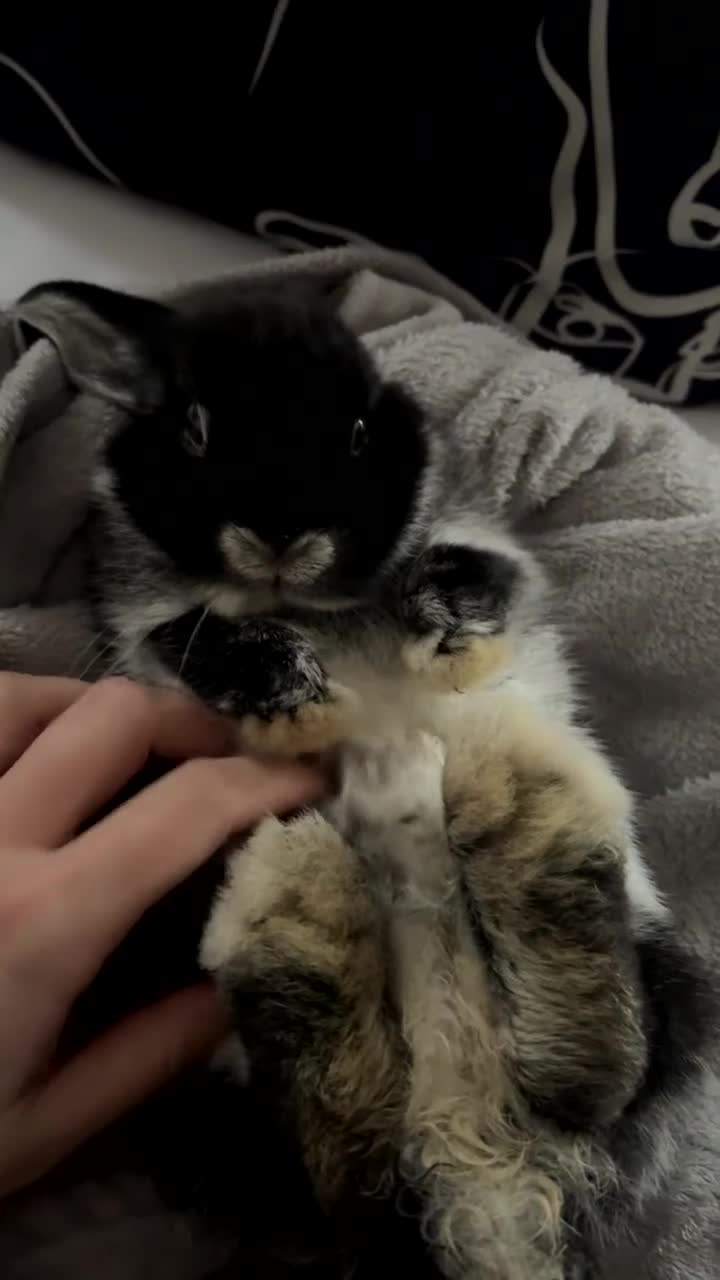 Dwarf Lop rabbits for sale: Female dwarf mini lop  in Nottingham - Video 1
