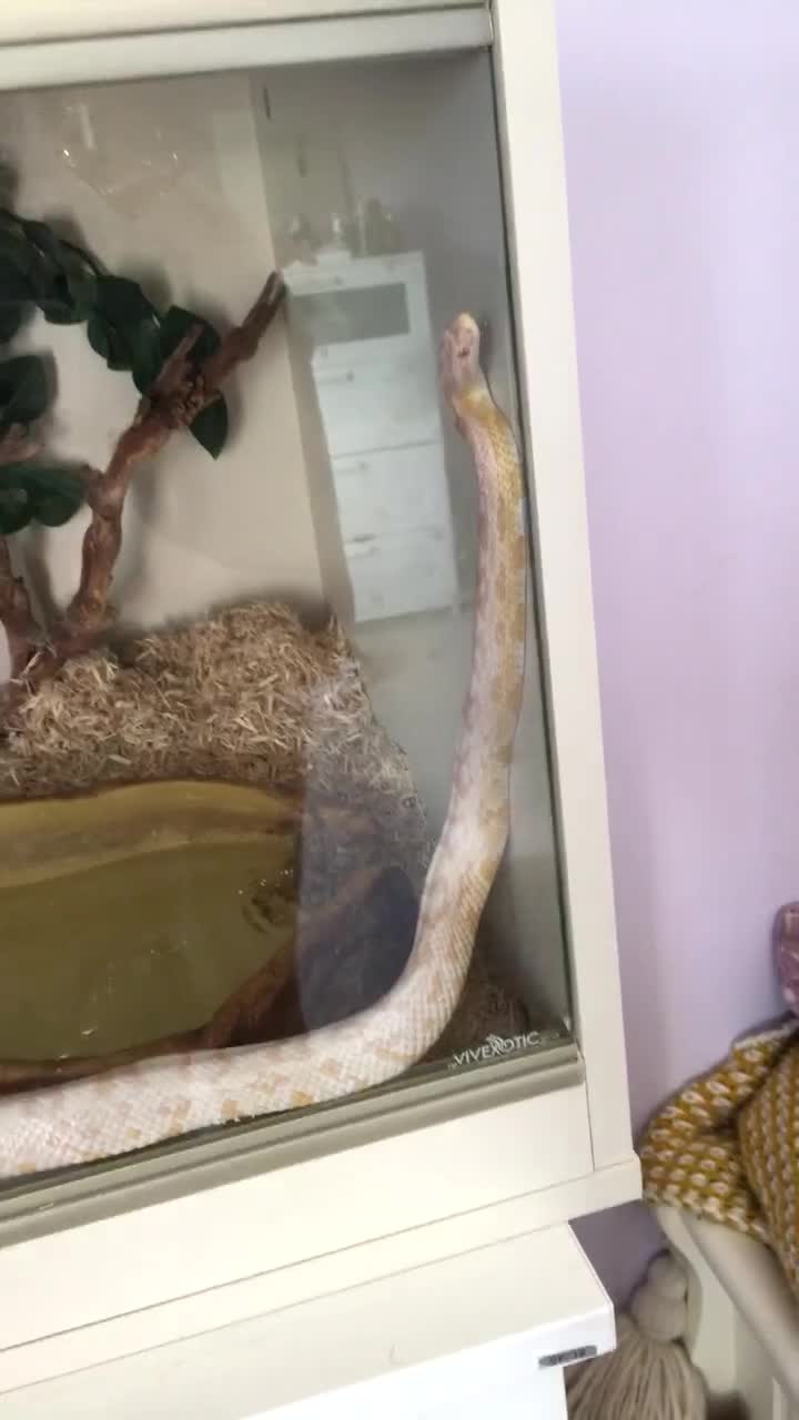 Corn Snake reptiles for sale: Albino corn snake for adoption  - Video 1