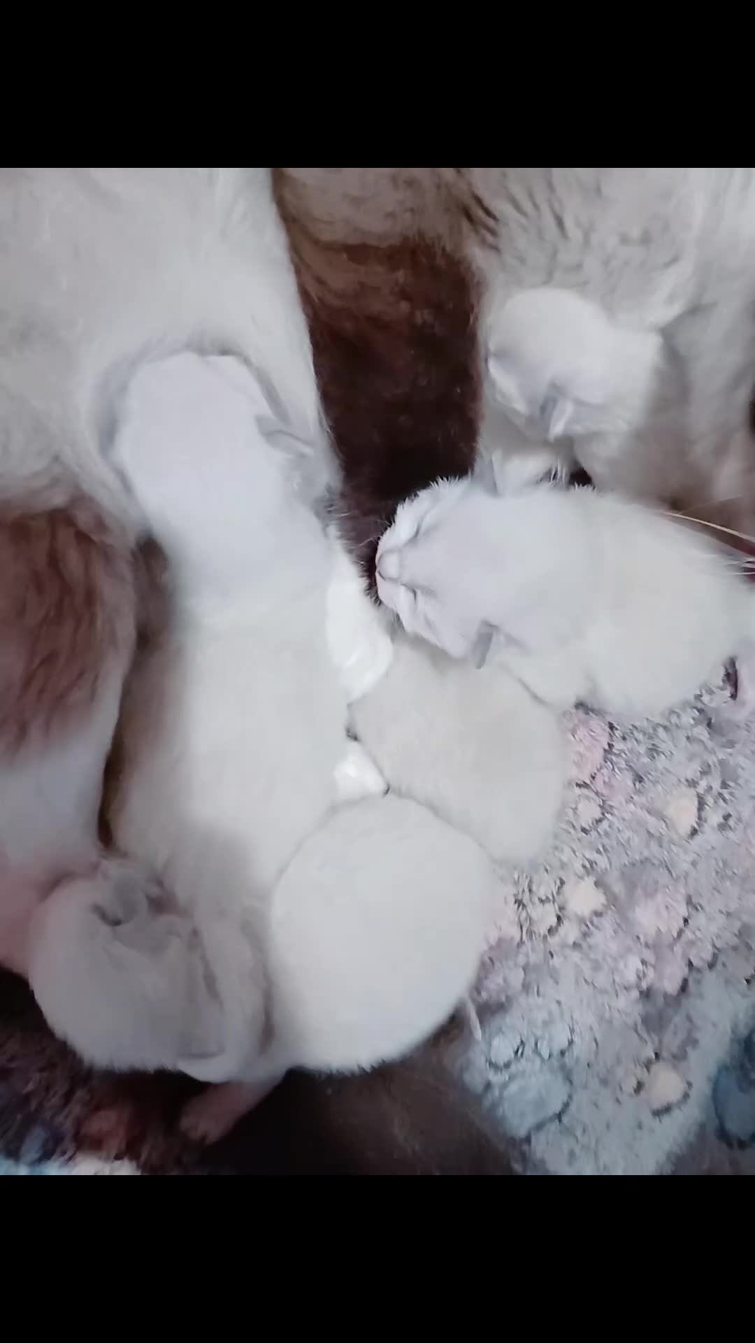 Ragdoll cats for sale: Ragdoll kittens  - Video 1