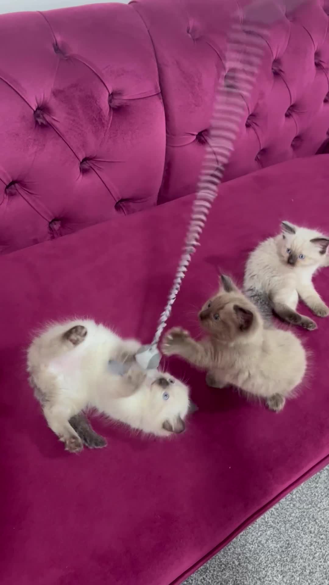 Ragdoll cats for sale: Cute ragdoll🌹🤎 - Video 1