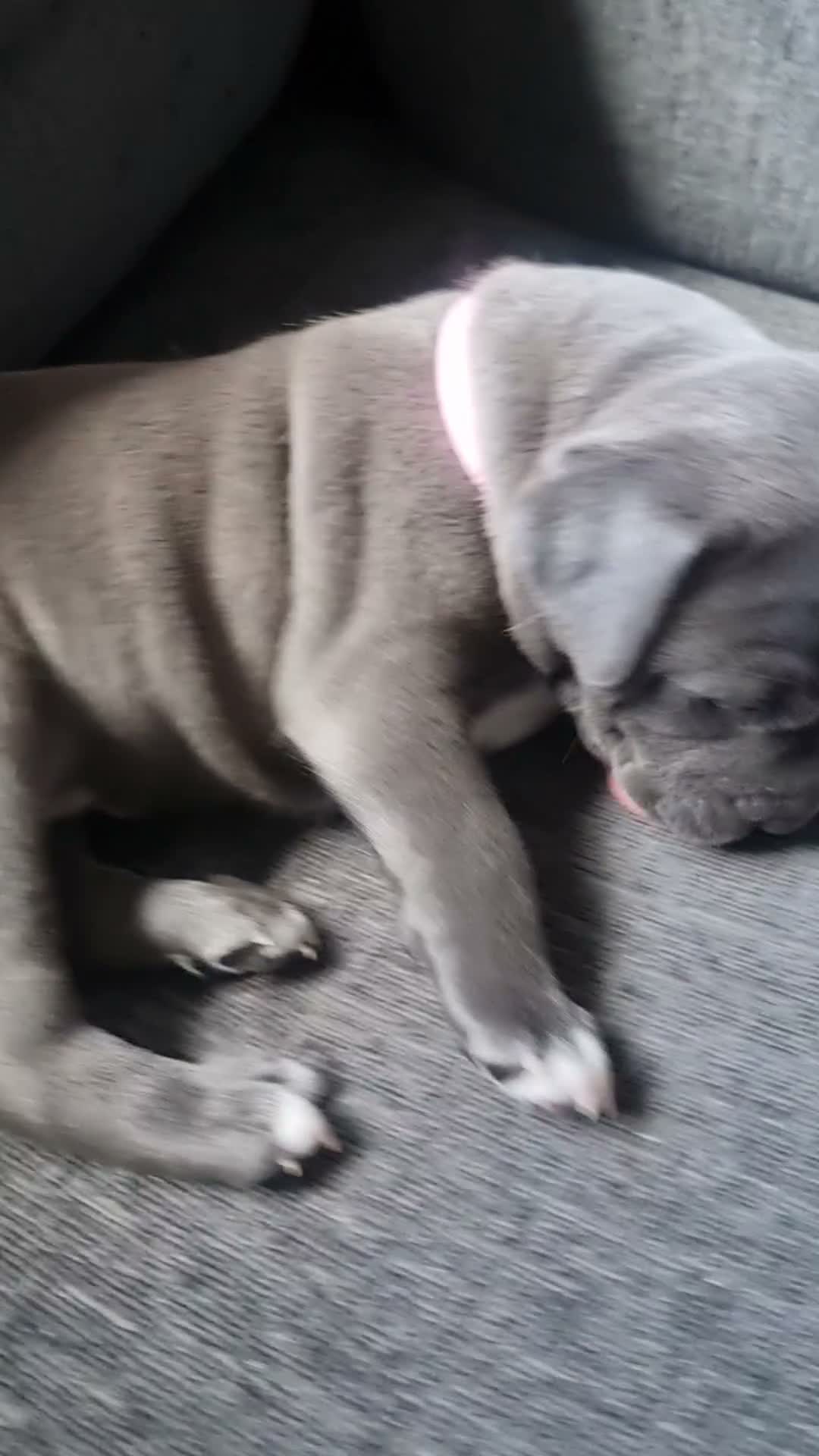 Staffordshire Bull Terrier dogs for sale: Stunning staffy girls - Video 3