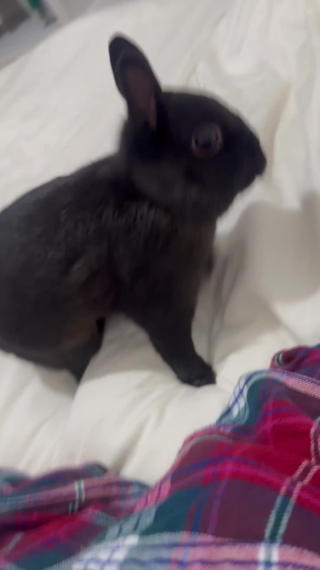 Netherland Dwarf rabbits for sale: 8 month brother and sister urgent rehoming! in London - Video 1