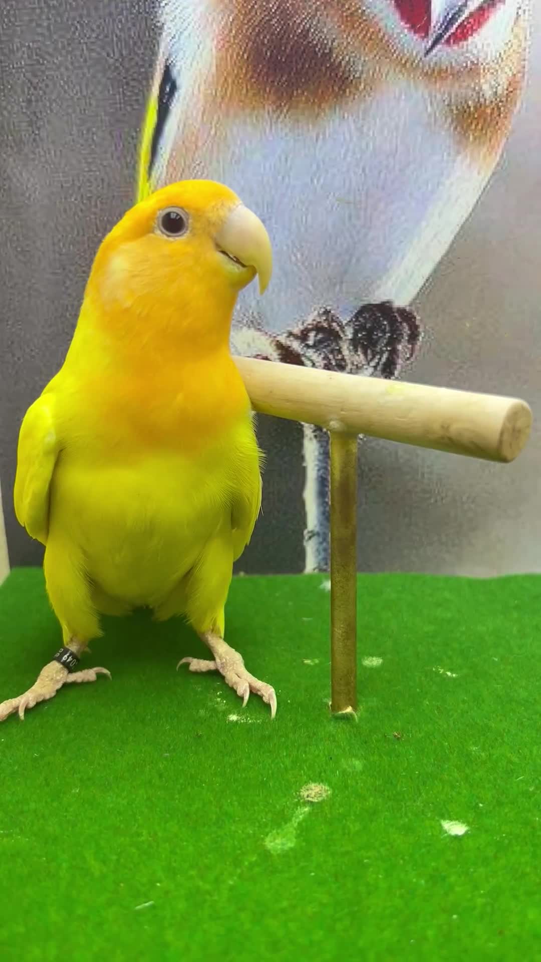 Lovebirds birds for sale: Love birds - Video 5